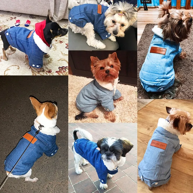 Winter Dog Jackets - Denim and Trench Coat