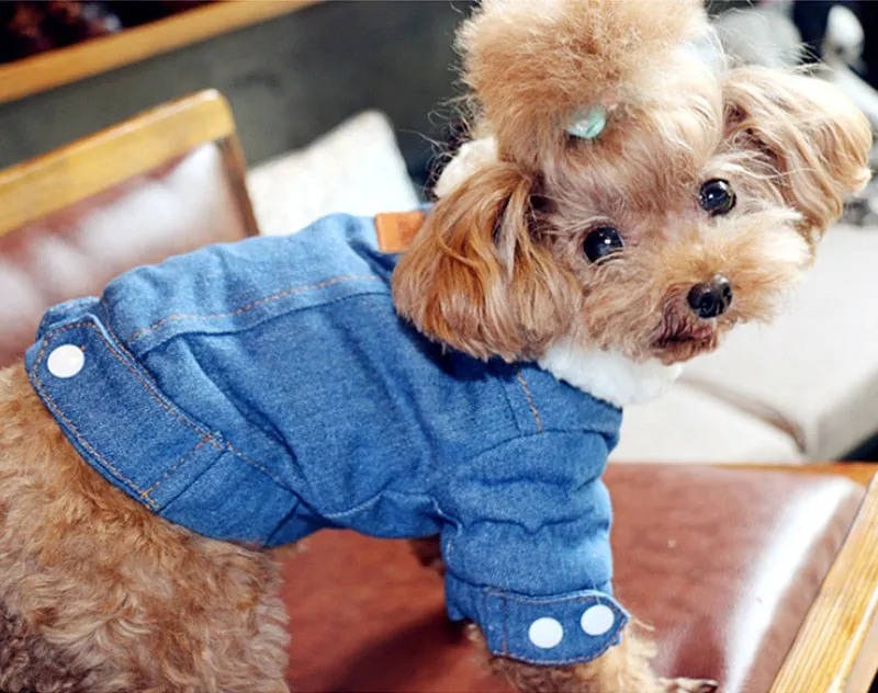 Winter Dog Jackets - Denim and Trench Coat